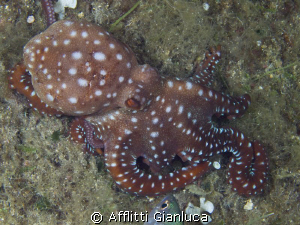 octopus macropus by Afflitti Gianluca 